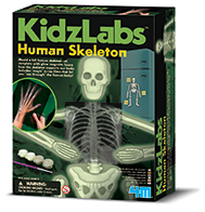 Kidzlabs Glow Human Skeleton