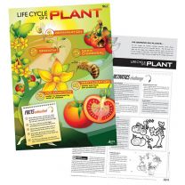 Lifecycle of a Plant Poster