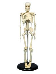 Desktop Human Skeleton