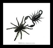 Framed Spider & Scorpion