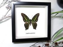 Framed Green Spotted Triangle Butterfly - Graphium agamemnon