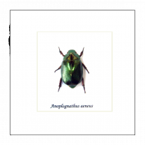 Framed Xmas beetle - Anoplognathus aeneus