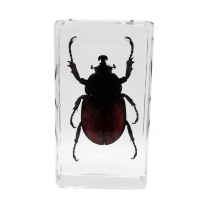 Hercules Beetle Specimen