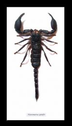 Framed Scorpion - Hetrometrus Spinifer XL