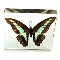 Blue Bottle Butterfly Specimen