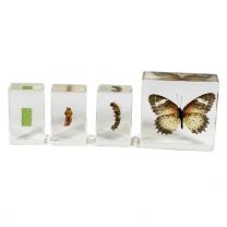 Butterfly Life Cycle Specimens