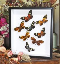 Framed Assorted Butterflies - Heliconius Sweep