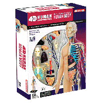4D Human Body Model, Half Cleared
