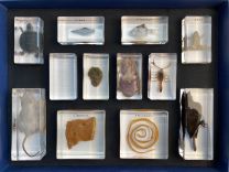 Evolutionary Milestones - 12 Specimens