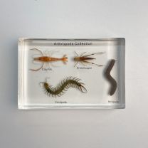 Arthropods Collection - 4 Specimens