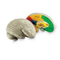 Human brain cross section model, foam