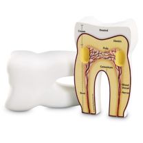 Tooth cross section model, foam