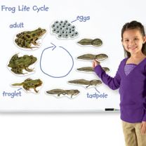 Giant Magnetic Frog Life Cycle