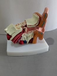 Human Ear Model, small