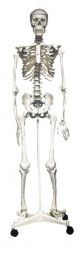Skeleton model, full size, on stand, 160cm