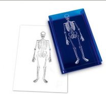 Human Skeleton Stamp
