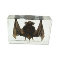 Large Bat Specimen