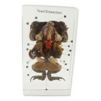 Toad Dissection Specimens