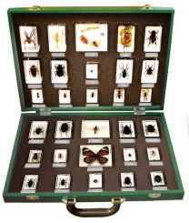 Large Assorted Specimen Kit, 30 Piece