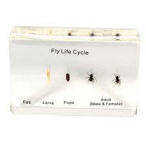 Fly Specimens - Fly Life Cycle