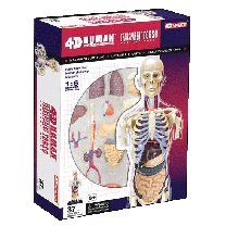 4D Human Transparent Torso Anatomy Model