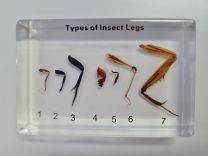 Types of Insect Legs - 7 Specimens in one block