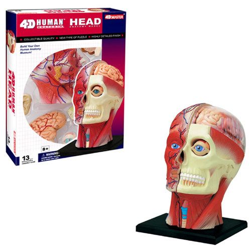 Amazon.com: 4D Vision Human Head Anatomy Model : Toys & Games