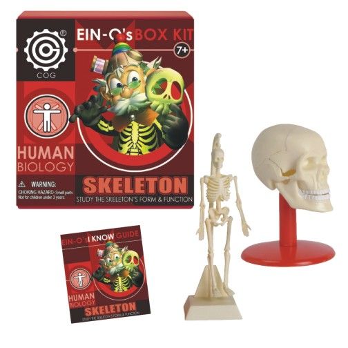 EIN O Skeleton Box Kit Human Biology Mad About Science
