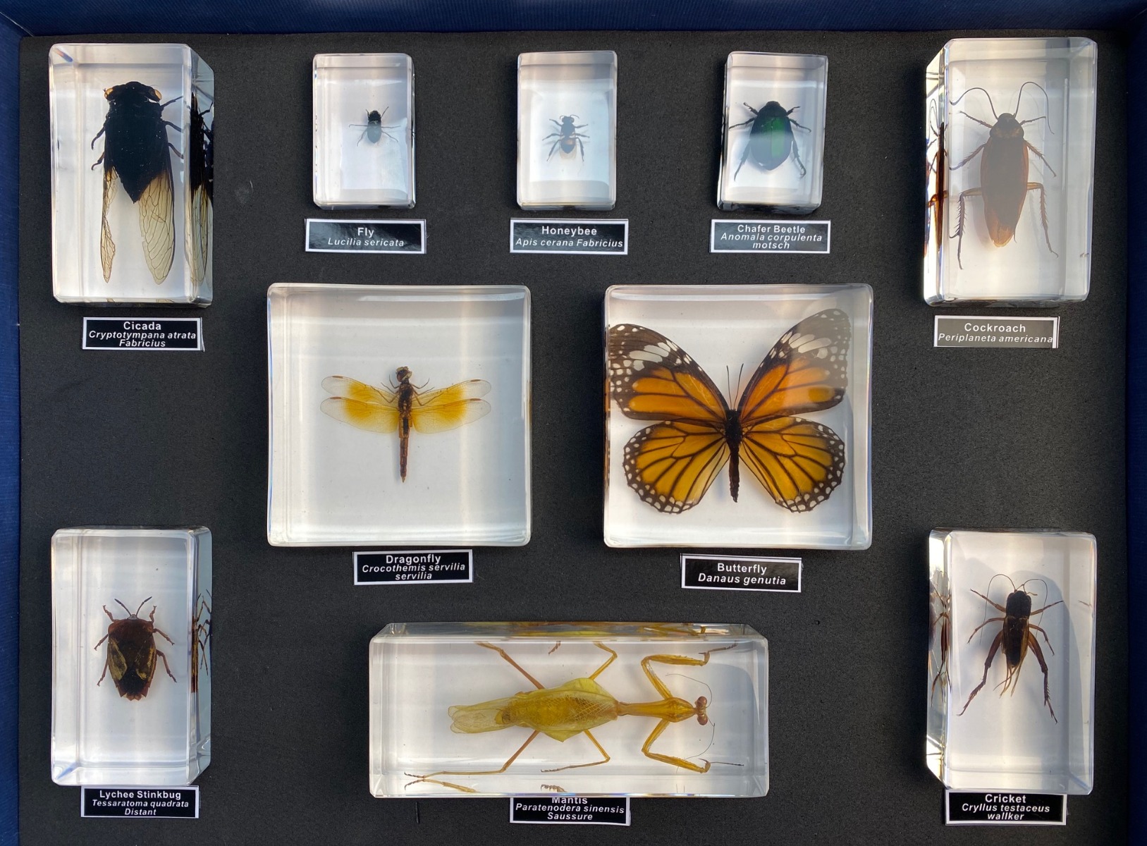 Insect Orders - 10 Specimens