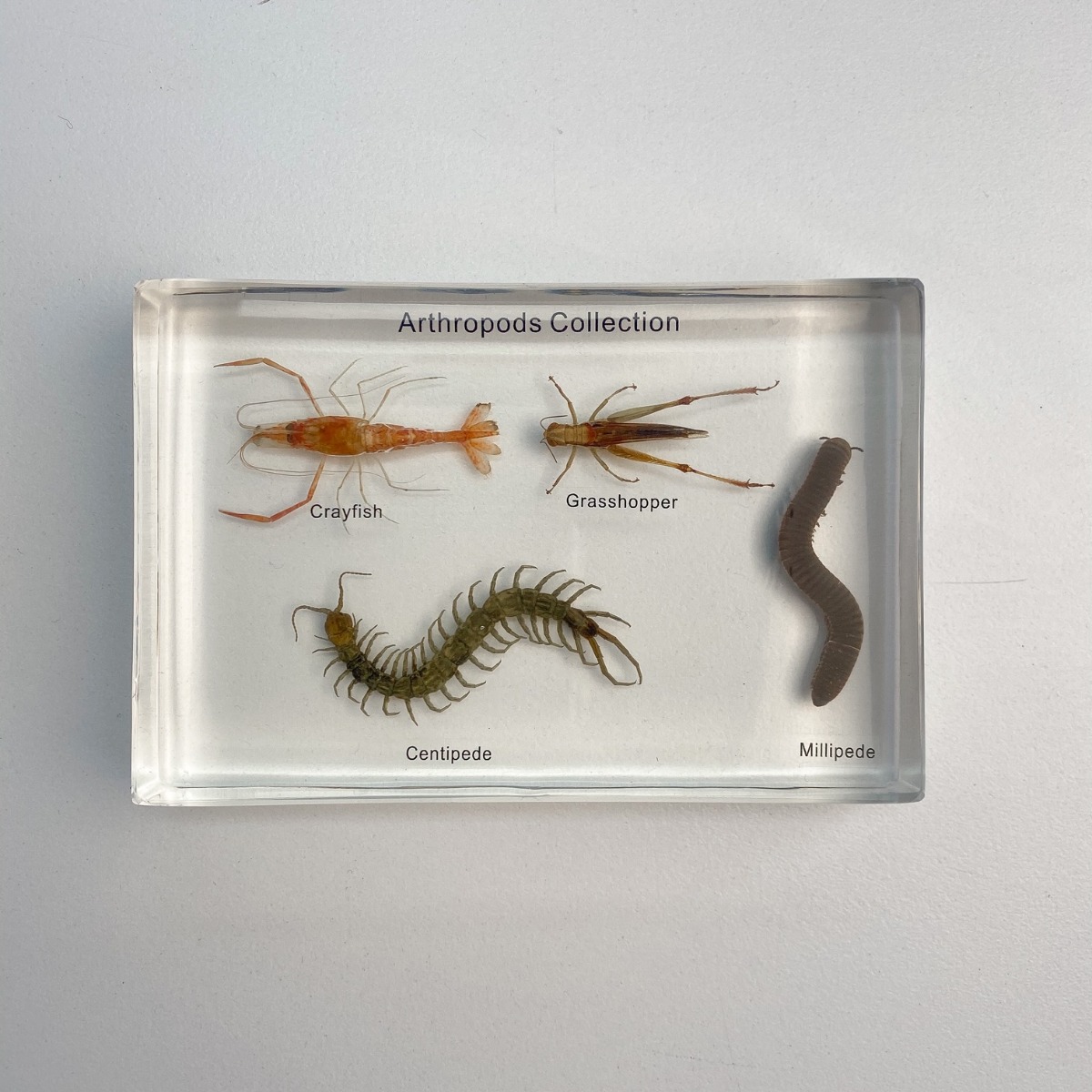 Arthropods Collection - 4 Specimens