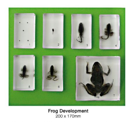 Frog Development Set