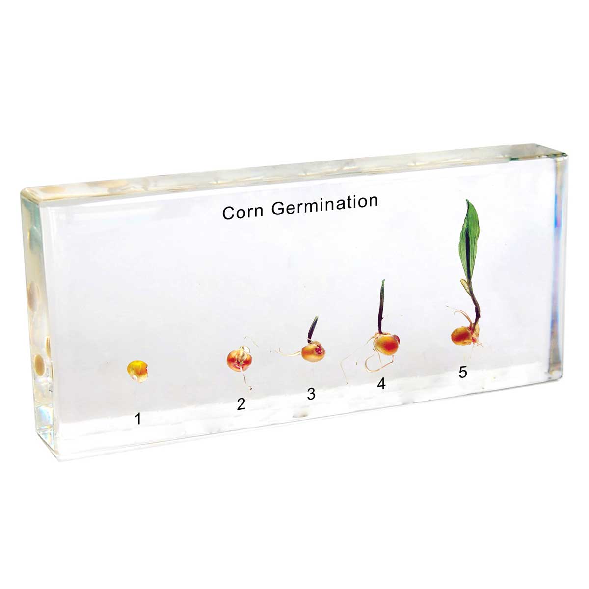 Corn Germination Life Cycle Specimens