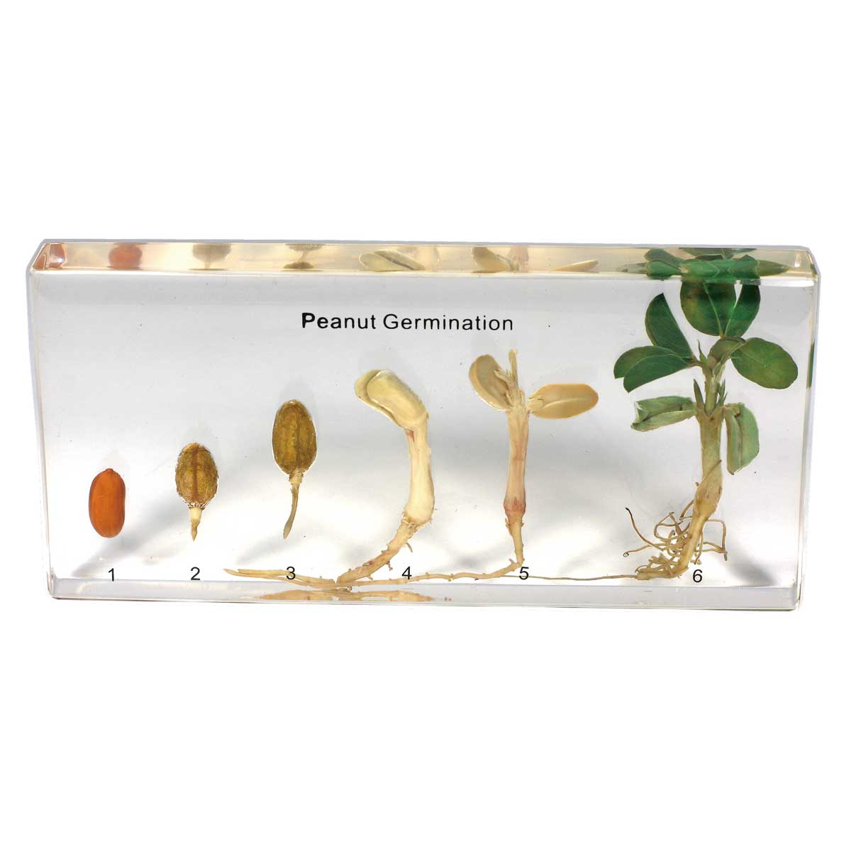 Peanut Specimens - Peanut Germination Life Cycle