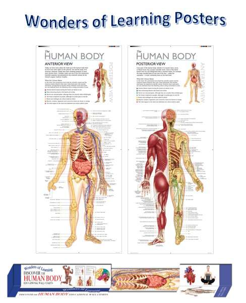 Wonders of Learning Human Body Wall Chart 