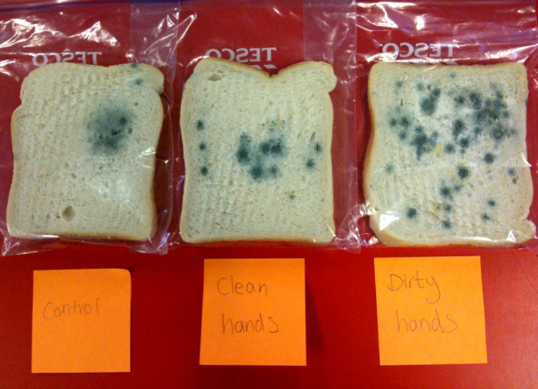 Bread Mold Science Project  Learn About the World of Mold