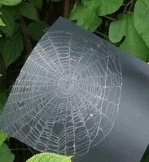 Priest Shares Wisdom Found in a Spider's Web