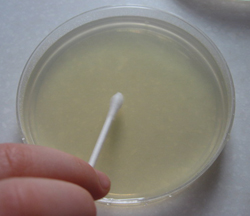Grow Bacteria On Homemade Agar Plates | Mad About Science