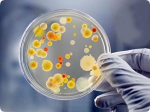 Grow Bacteria On Homemade Agar Plates