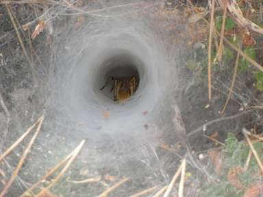 The most venomous spider in the world