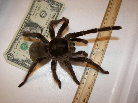 The World’s BIGGEST Spider!