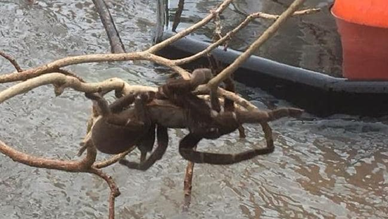 Would you rescue a giant spider?