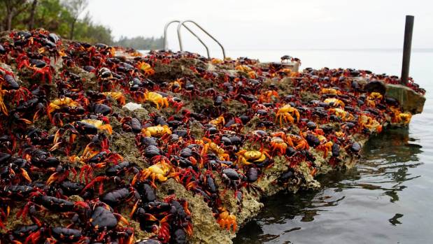 Cuba bay Crabs