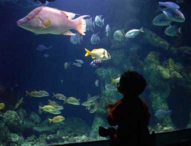 Visit your local aquarium