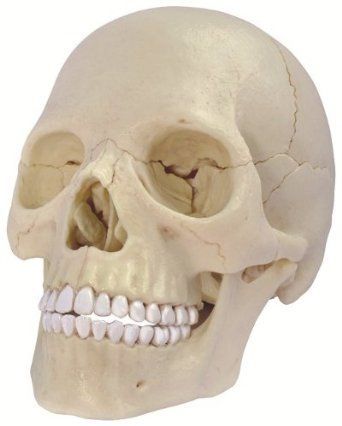 4D Human Exploded Skull 4D Human Exploded Skull